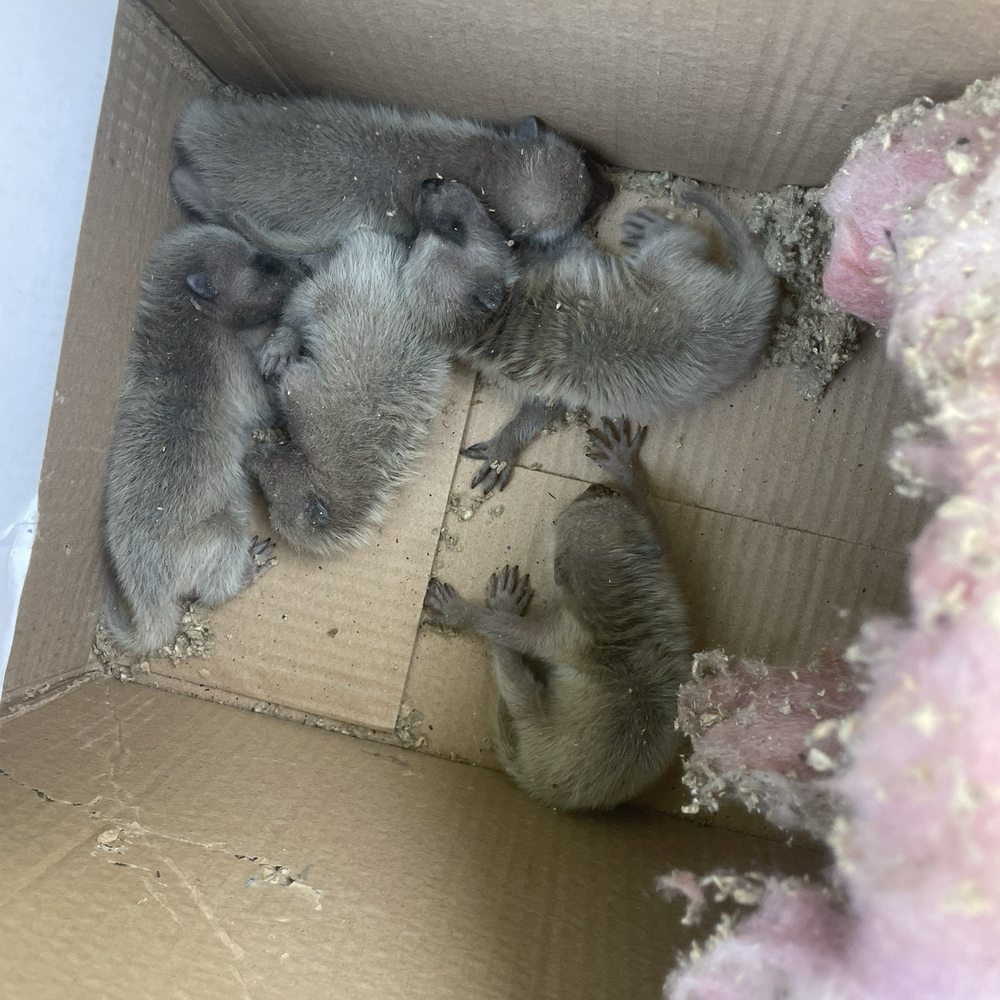 The raccoon cubs.