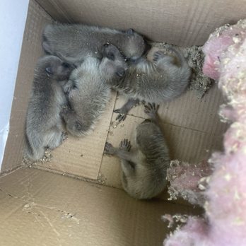 Wildlife Detectives - The raccoon cubs. - Pest Control Near Me - San Rafael, California Wildlife Detectives - The raccoon cubs. - Pest Control Near Me - San Rafael, California
