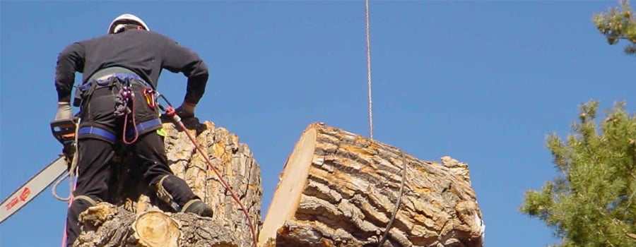 Whole Tree Care by Trapper's Tree Service - tree service in Upper Arlington, OH