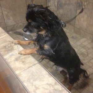 pet valu no pull harness