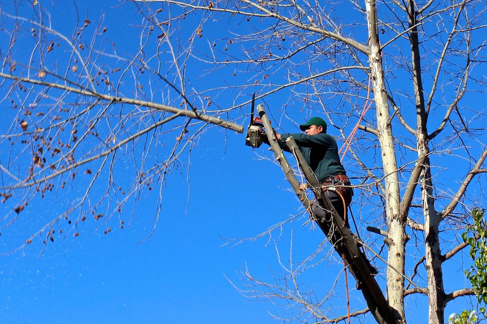 SD Tree Care - tree service in Sioux Falls, SD