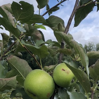 Berry Hill Farm - two green apples on a tree - Pick Your Own Farms Near Me - Dexter, Michigan