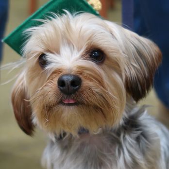 PetSmart - Graduation day! - Pet Training Near Me - King Of Prussia, Pennsylvania PetSmart - Graduation day! - Pet Training Near Me - King Of Prussia, Pennsylvania