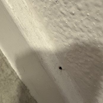 Tesoro Ranch - roaches - Apartments Near Me - Henderson, Nevada