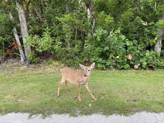 National Key Deer Refuge Nature Center by null