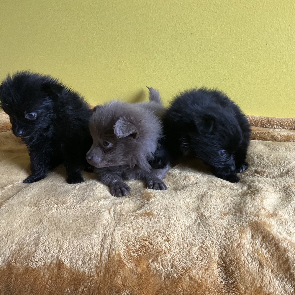 TOP 10 BEST Pet Adoption near Downtown, Baltimore, MD - Updated 2026 - Yelp, image size:1000x1000