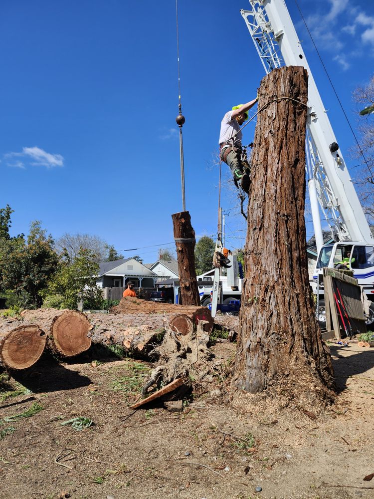 Doug Petersen Tree Service - tree service in Sacramento, CA