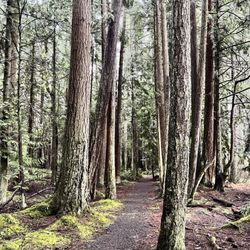 Millersylvania State Park - Millersylvania State Park trail system