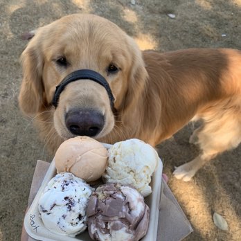 Banter Ice Cream - a golden retriever holding a container of ice cream - Ice Cream & Frozen Yogurt Near Me - Abbotsford, British Columbia Banter Ice Cream - a golden retriever holding a container of ice cream - Ice Cream & Frozen Yogurt Near Me - Abbotsford, British Columbia