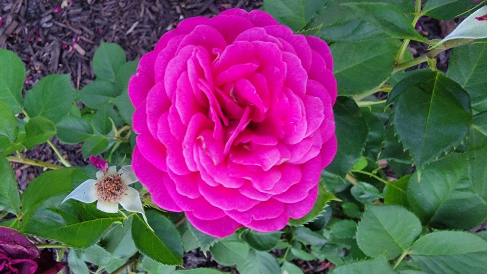 Ascension Borgess Hospital - patient advocate in Kalamazoo, MI