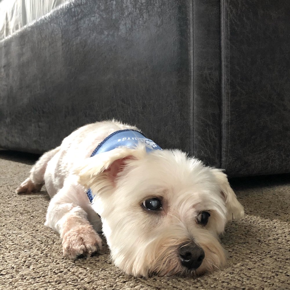 Bark For Cuts - Pet Groomers Near Me