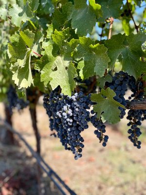 James Cole Winery by null