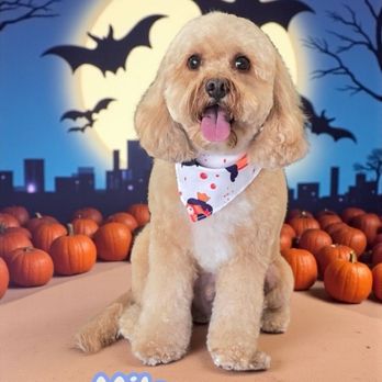 Elevated Touch Pet Salon - Pet Groomers Near Me - Houston, Texas