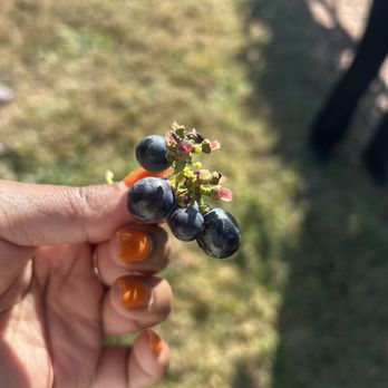 Childress Vineyards - Wineries Near Me - Lexington, North Carolina