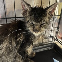 Animal Care & Control Palm Beach County
