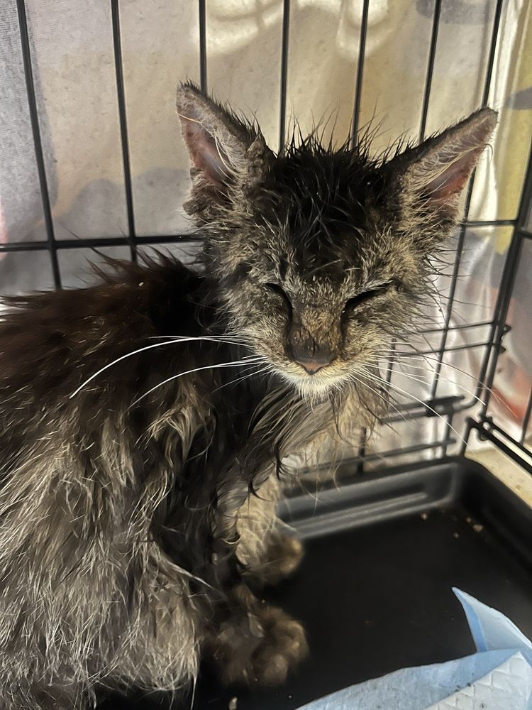 Animal Care & Control Palm Beach County Image