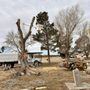 Photo of Genesis Tree Care