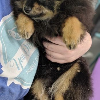 You Dirty Dog - He fell asleep during his paw hair trimming and nail grooming - Pet Groomers Near Me