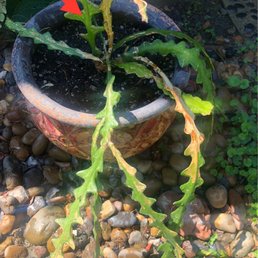 Cactus seeking  advice.