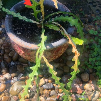 CA Succulent Garden - Cactus seeking  advice. - Nurseries & Gardening Near Me - Placentia, California