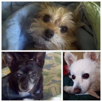 alex the happy dog grooming