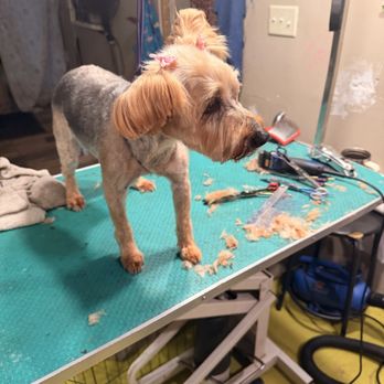Inked with Shears - Pet Groomers Near Me - Wetumpka, Alabama Inked with Shears - Pet Groomers Near Me - Wetumpka, Alabama