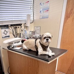 Peninsula Avenue Veterinary Clinic - Wellness check 10.19.2022