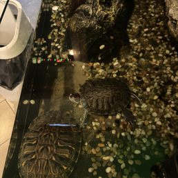 Friendly Mr & Mrs Turtles