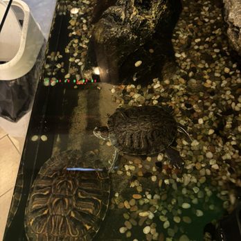 Pawfect Drinks - Friendly Mr & Mrs Turtles - Bubble Tea Near Me - San Gabriel, California