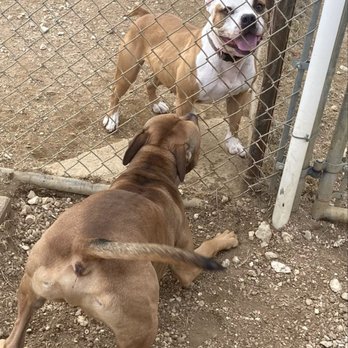 Happy Trails Kennels and Grooming - Pet Sitting Near Me - Georgetown, Texas Happy Trails Kennels and Grooming - Pet Sitting Near Me - Georgetown, Texas