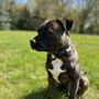 Photo of Native K-9