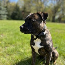 Native K-9