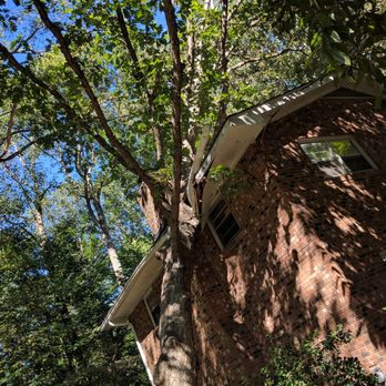 CS Tree Services - Tree leaning on the house - Tree Services Near Me - Apex, North Carolina