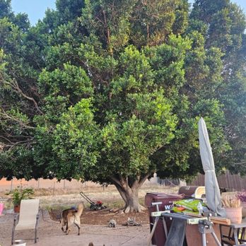 HLI Tree Experts - Before and after, you can see the difference even if I put the after shot first - Tree Services Near Me