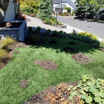 Mole Works - SW Arronmore - Pest Control Near Me - Portland, Oregon Mole Works - SW Arronmore - Pest Control Near Me - Portland, Oregon