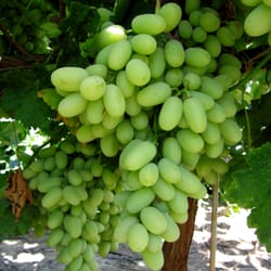 Four Star Fruit - Pristine Variety