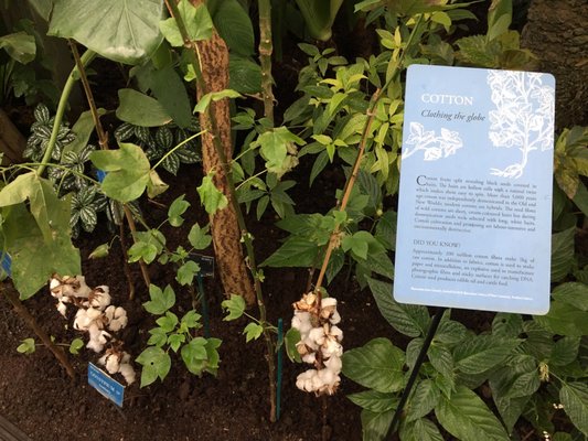 Oxford Botanic Garden by null