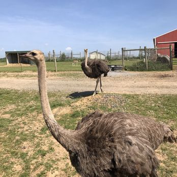 Fort Chiswell Animal Park - Ostriches - Zoos Near Me - Max Meadows, Virginia Fort Chiswell Animal Park - Ostriches - Zoos Near Me - Max Meadows, Virginia
