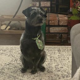 This is our pup Mal right after he was groomed. His fancy tie is a gift from Shelby and Tamy. This is our pup Mal right after he was groomed. His fancy tie is a gift from Shelby and Tamy.