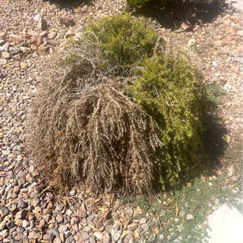 Vegas Landscaping Services - Removed this sad bush - Gardeners Near Me - Las Vegas, Nevada