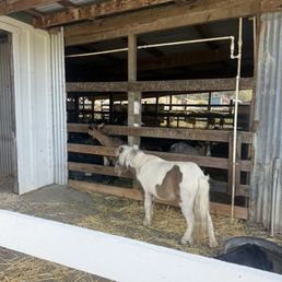 Tiny pony Tiny pony