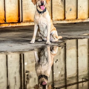 Inglis Pet Hotel - Pet Boarding Near Me - Oxnard, California Inglis Pet Hotel - Pet Boarding Near Me - Oxnard, California