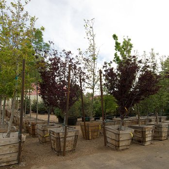 Prescott Valley Nursery - Nurseries & Gardening Near Me - Prescott Valley, Arizona Prescott Valley Nursery - Nurseries & Gardening Near Me - Prescott Valley, Arizona