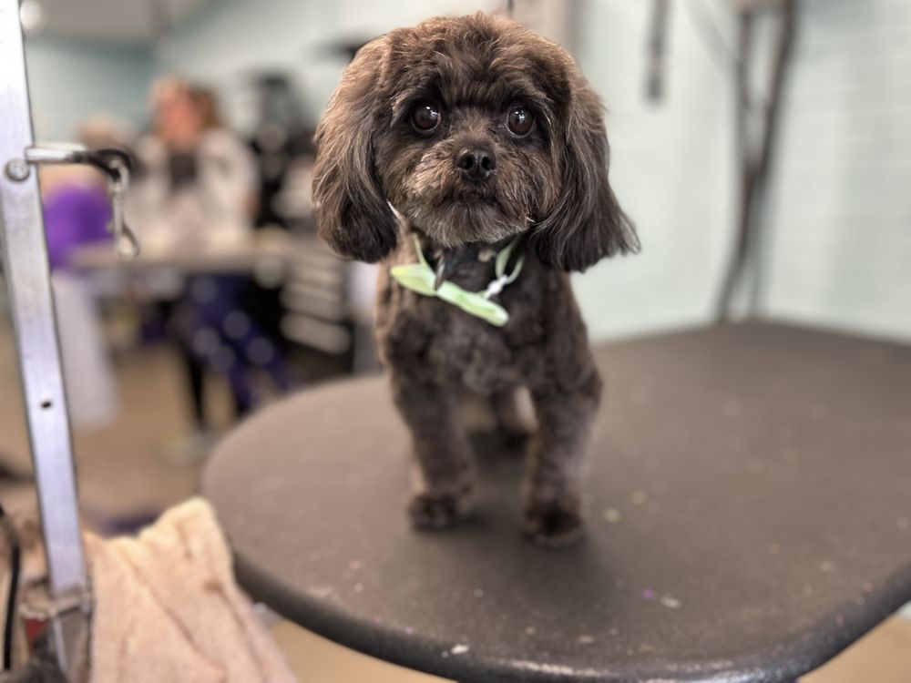 SOUTHERN DIVINE KENNELS PET GROOMING Updated August 2024 90 Photos