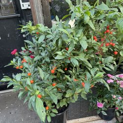 International Garden Inc