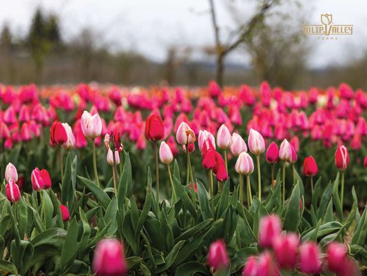 Skagit Valley Tulip Festival Headquarters by null