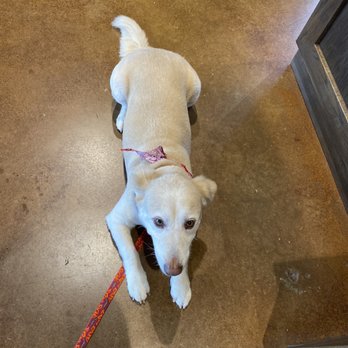 Groovy Tails Dog Spaw - Pet Groomers Near Me - San Antonio, Texas Groovy Tails Dog Spaw - Pet Groomers Near Me - San Antonio, Texas