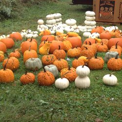 Hump Mountain Apple House - pumpkins are ready