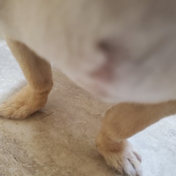 Paws Pause - Breastbone was bald. - Pet Services Near Me - Palm Desert, California