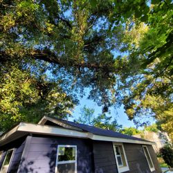 Eddy's Tree Service - Hung branch hanging over the roof
